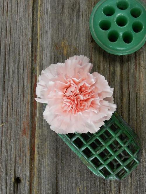 DONCEL LIGHT PINK CARNATIONS